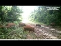 camera trap in Gabon forest: a red river hogs troop 46 adults 30 very young piglets: What fertility!