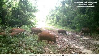 Camera Trap In Gabon Forest: A Red River Hogs Troop 46 Adults 30 Very Young Piglets: What Fertility!