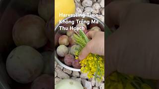 Không Trồng Mà Thu Hoạch Bí / Harvesting Time