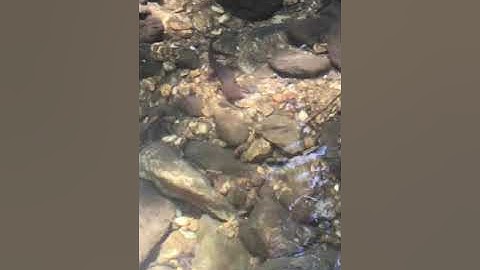 Cá cóc Tam Đảo ăn mồi