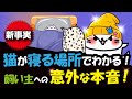 【新情報!】猫の寝る場所には秘密があった?科学が明かす本当の理由!
