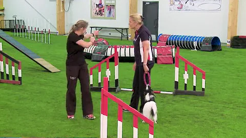OneMind Dogs International Agility Training Week - Connection and lead changes - DayDayNews