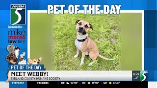 TV5 Pet of the Day: Meet Webby!