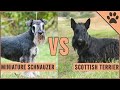 Miniature Schnauzer vs Scottish Terrier