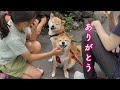 体調を心配してくれた女の子になでられて心から喜ぶ柴犬が可愛い