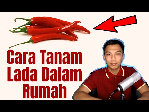 Video: Menanam Lada Panas – Cara Menanam Cili Di Rumah