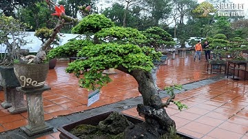 Triển lãm Cây Cảnh Văn Giang, Hưng Yên 2018