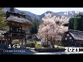 Cherry Blossoms in Shirakawa-go 2021