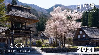 Cherry Blossoms in Shirakawago 2021