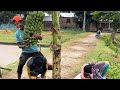 The banana tree took the banana with wow so funnyvideo