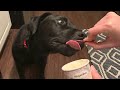 Foster dog Blue&#39;s Icecream Adventure!