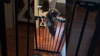 Fat cat struggles to get over gate 🤣 (🎥: Collab)