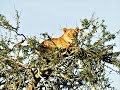 Tree Climbing Lions At Magashi Rwanda Tree Climbing Lions At Magashi Rwanda