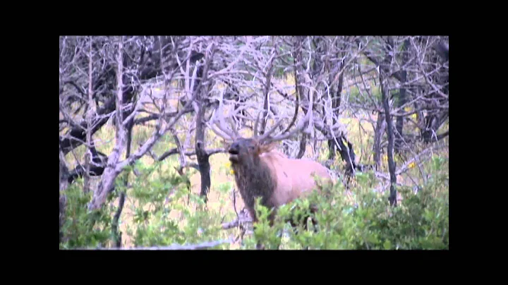 Pahvant Elk Hunt in Utah - Craig Nielsen - MossBack