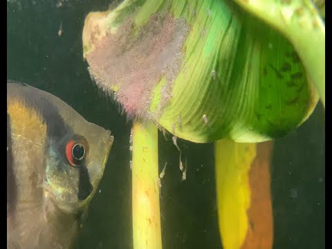 Video: Wie Man Einen Skalar Züchtet