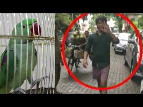 Parrot Jailed For Obscenity Not Pervert Who Flashed American Parrot Jailed For Obscenity Not Pervert Who Flashed American