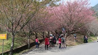 Welcome to Taiwan 台灣武陵國家森林遊樂區賞櫻之旅