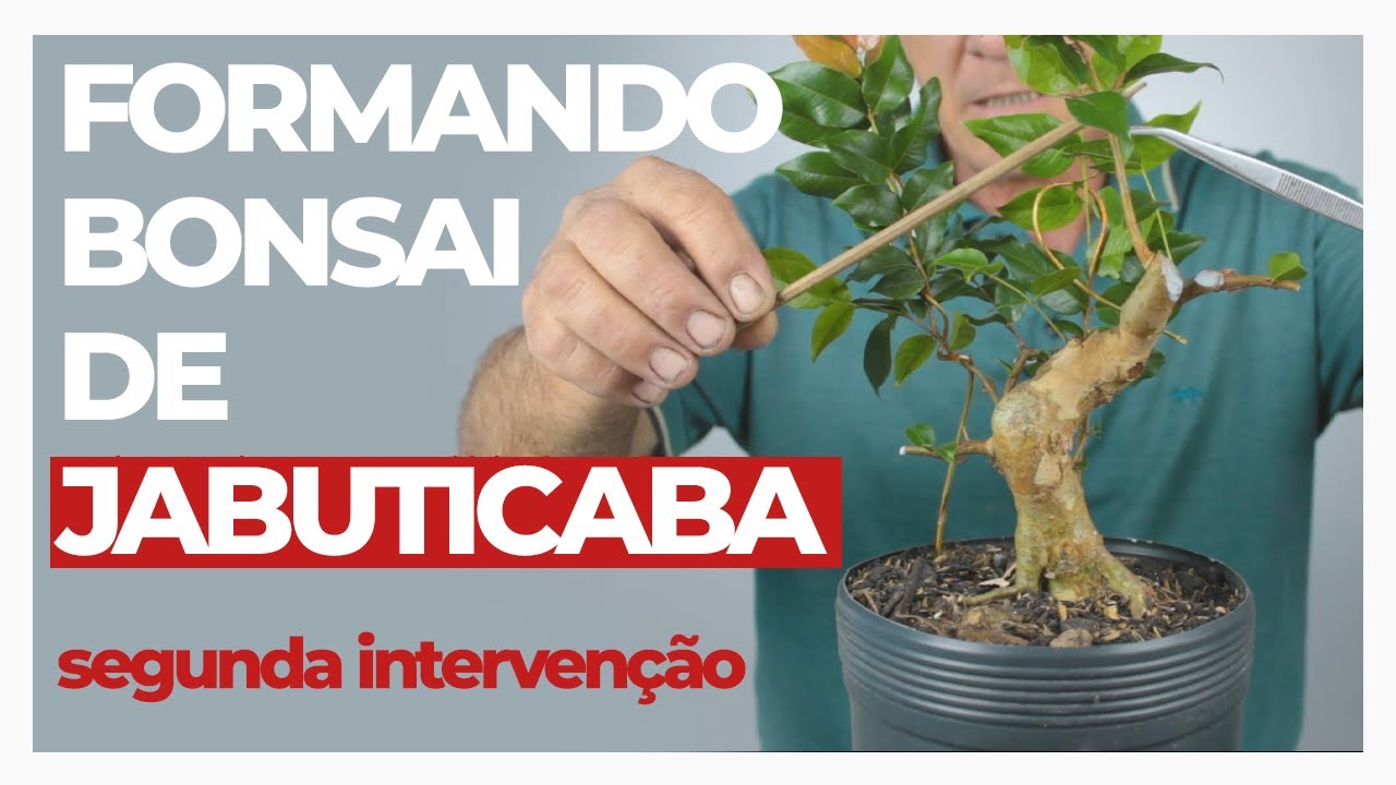 PODA DE FORMAÇÃO EM BONSAI DE JABUTICABA | Jabuticaba 1 | Vídeo 2