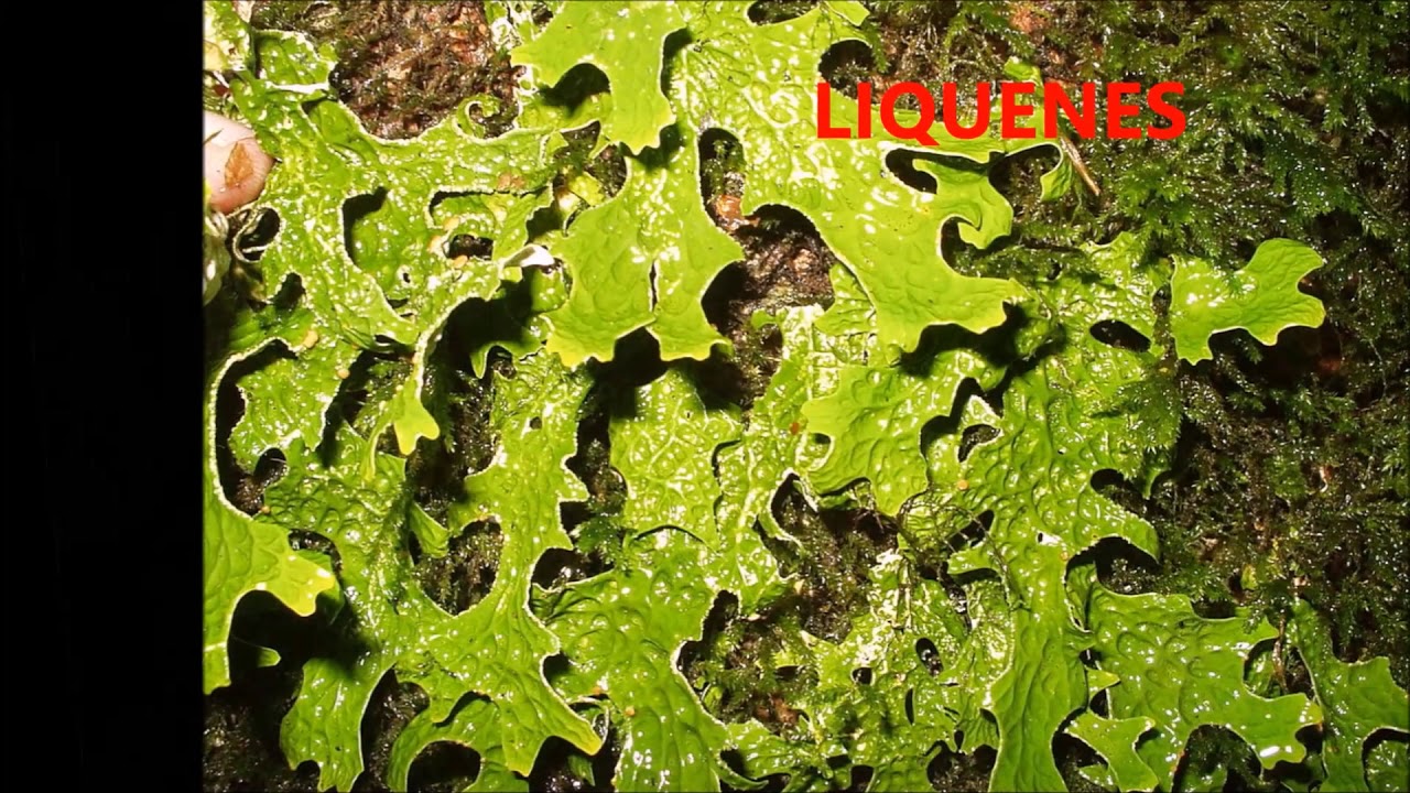 Ecosistema Microbiano Terrestre - YouTube