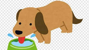 ¿Cuándo pueden beber agua los cachorros?