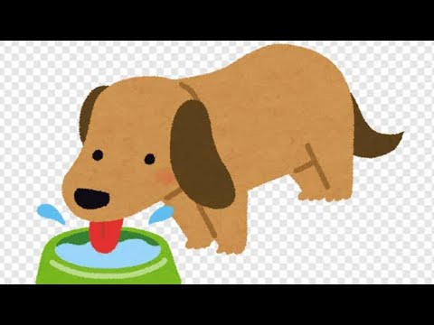 Video: ¿Los cachorros beben mucha agua a las 6 semanas de edad?