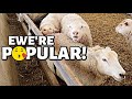 SOME FRISKY BUSINESS IN THE SHEEP BARN!  | Vlog 445