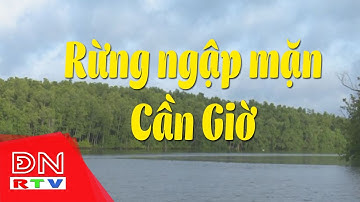 Rừng ngập mặn Cần Giờ | NÉT ĐẸP VĂN HÓA PHƯƠNG NAM – TẬP 03 | Truyền Hình Đồng Nai