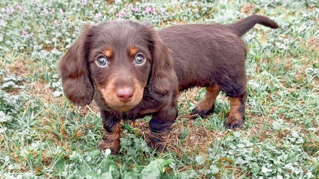 Dachshund PUPPY Enjoys Morning Walk with Her Brother and Sister - YouTube