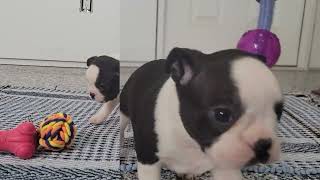 Cute Boston Terrier Puppy Exploring, Playing by D G 240 views 3 months ago 43 seconds