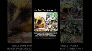 TENRECS ARE PART OF A SUPERORDER OF MAMMALS CALLED AFROTHERIA 😱😱 #facts #shorts