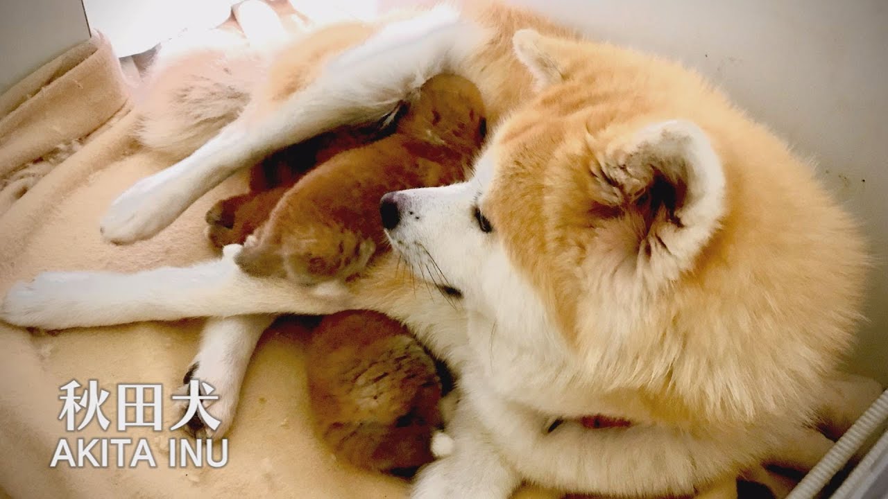 命をつなぐ授乳 秋田犬芽郁ママと生後日の赤ちゃん Youtube