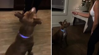 Watch This Rescue Puppy Sit Perfectly Still For Mannequin Challenge