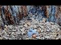 Egg #3 Hatches! Females American Kestrel Reveals Third Chick In Wisconsin | May 14, 2026