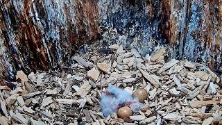 Egg #3 Hatches! Females American Kestrel Reveals Third Chick In Wisconsin | May 14, 2026
