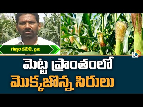 మెట్ట ప్రాంతంలో మొక్కజొన్న సిరులు | Maize Cultivation | Corn | Mokkajonna Corn | Matti Manishi |10TV