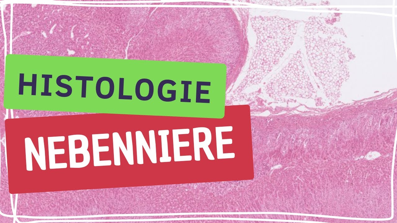 Histologie Nebenniere mit Rinde und Mark erklärt| Histologie mit Ahmet