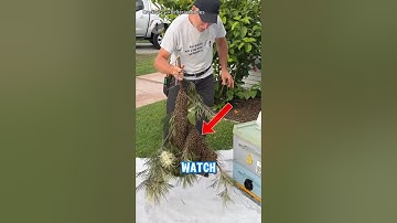 How to Move a Bee Hive from a Tree to an Artificial Hive – Safe & Easy Method! # transfer bee colony