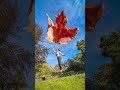 She flew away on a leaf  fall photo session idea  photoidea  photography