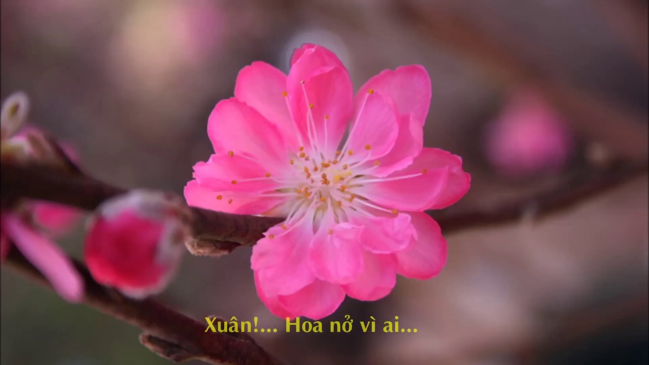 Hoa Xuân - Nhạc: Phạm Duy - Ca sĩ: Hoàng Oanh - youtube