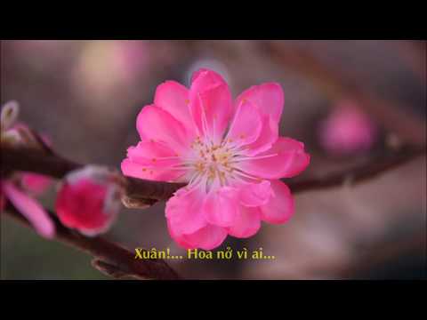 Video Hoa Xuân - Nhạc: Phạm Duy - Ca sĩ: Hoàng Oanh - youtube