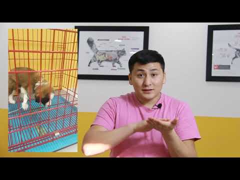 Видео: Нохой цочмог бөөлжих эмчилгээ - Нохойд цочмог бөөлжих