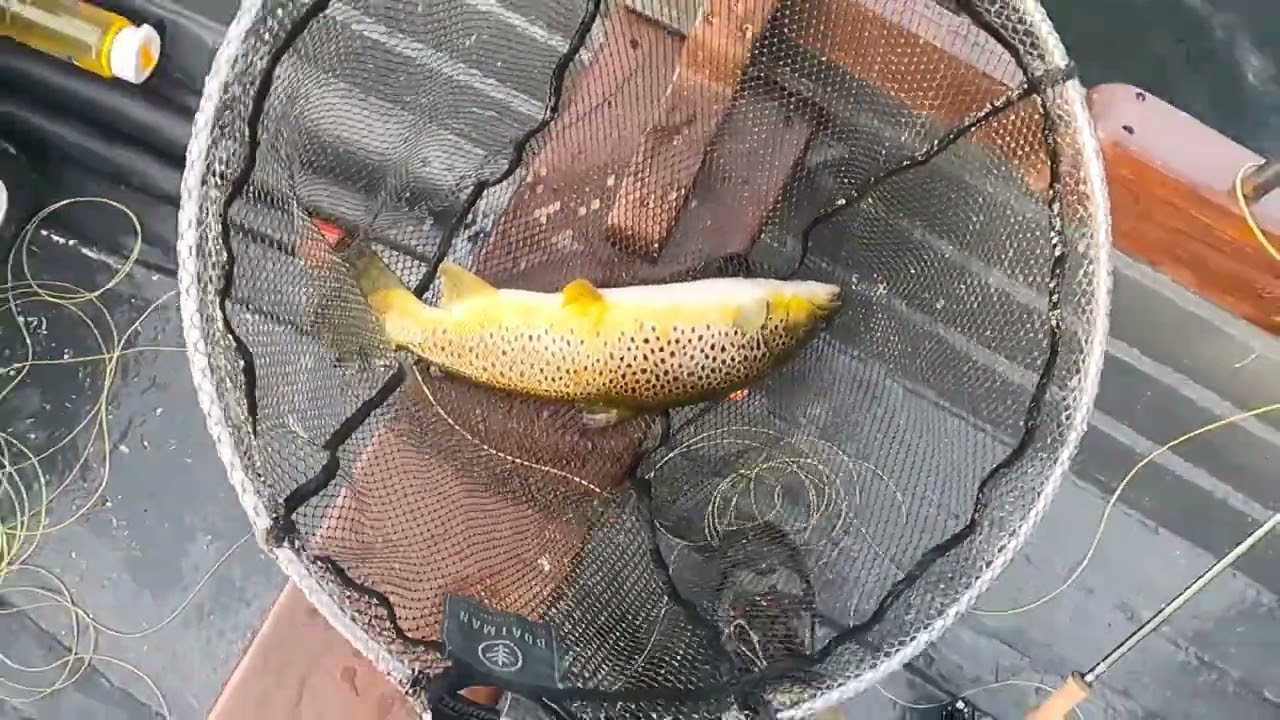 Lough Sheelin in dry green mayfly
