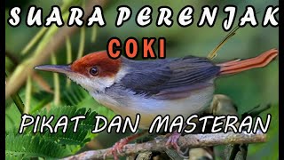 suara perenjak coki ribut untuk pikat dan masteran,