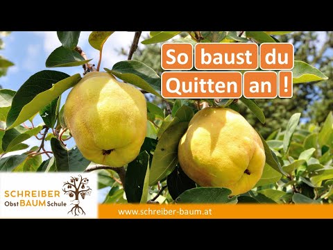 Video: Pekannuss-Blattfleckenkrankheit: Behandlung einer Pekannuss mit braunen Flecken auf Blättern