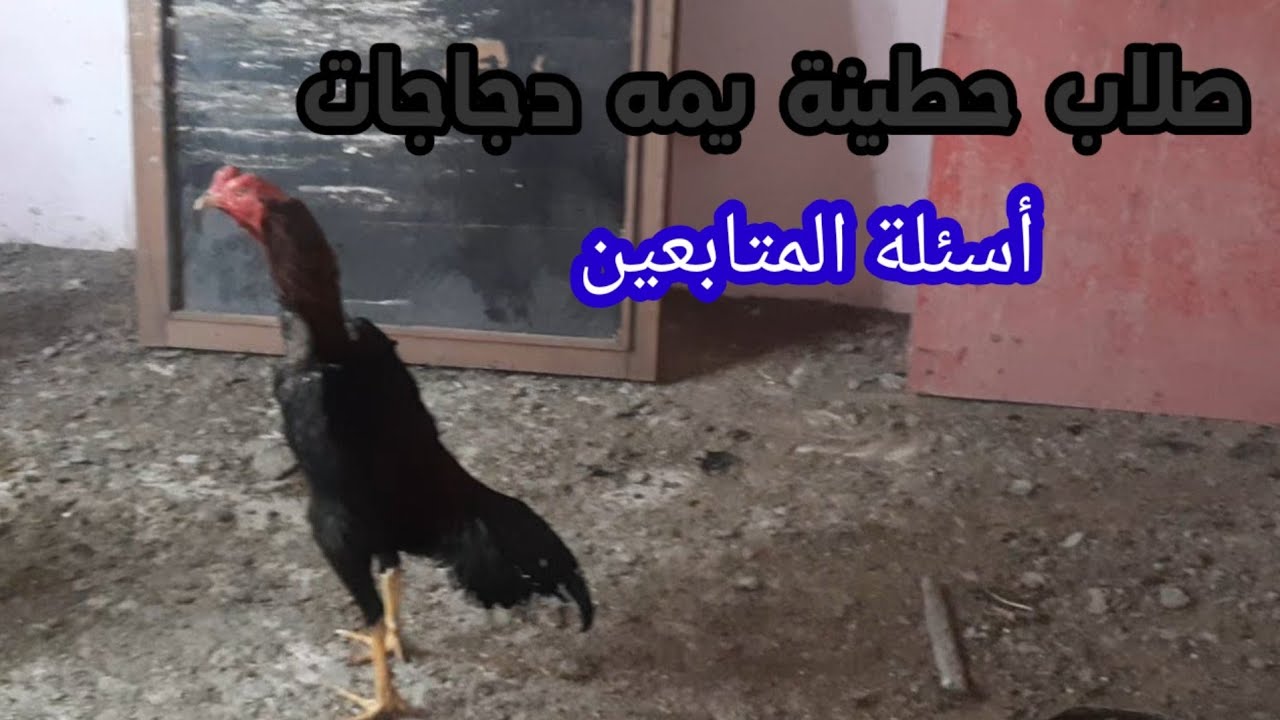 الديك الهراتي صلاب ذبينا يم الدجاجات + اسئلة المتابعين + دورت فيتامينات