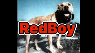 Campfire Talk - Bass RedBoy the Complete Interview #dog #apbt #workingdog