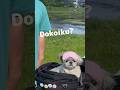 新柄Tシャツでどこいく?! #シーズー #犬