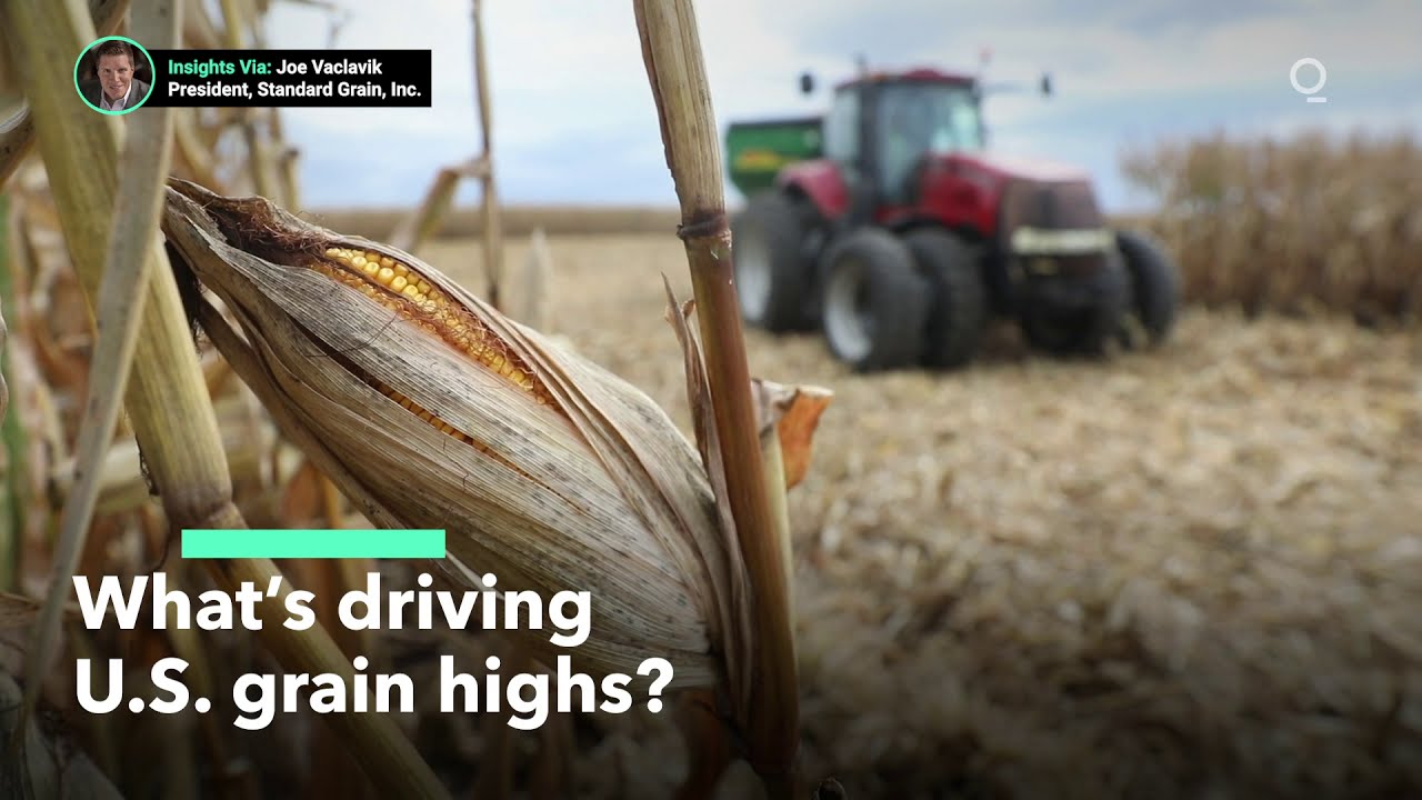 Why Are Wheat Prices Surging?