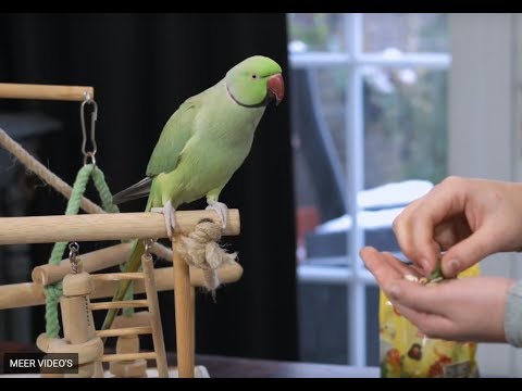 Video: Je Vogel Trainen Om Te Apporteren En Andere Coole Trucs