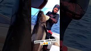 Most Expensive Cobia